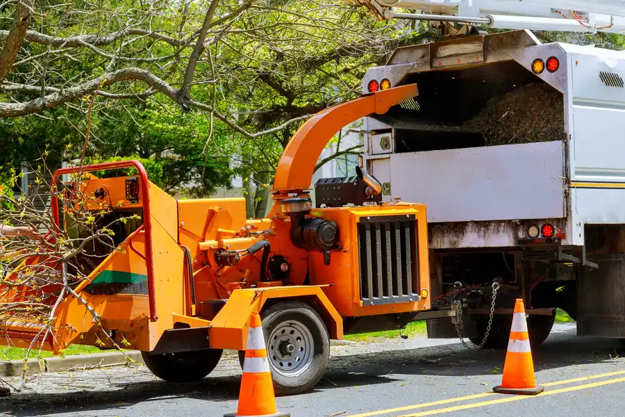 Factors To Consider Before Scheduling A Tree Removal Service Massena, NY