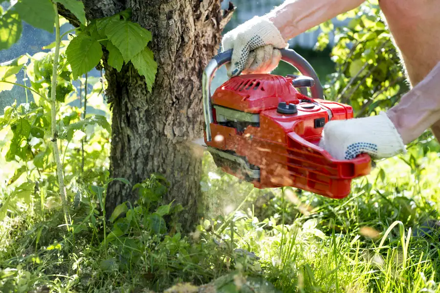 Factors To Consider Before Scheduling A Tree Removal Service in Massena, NY