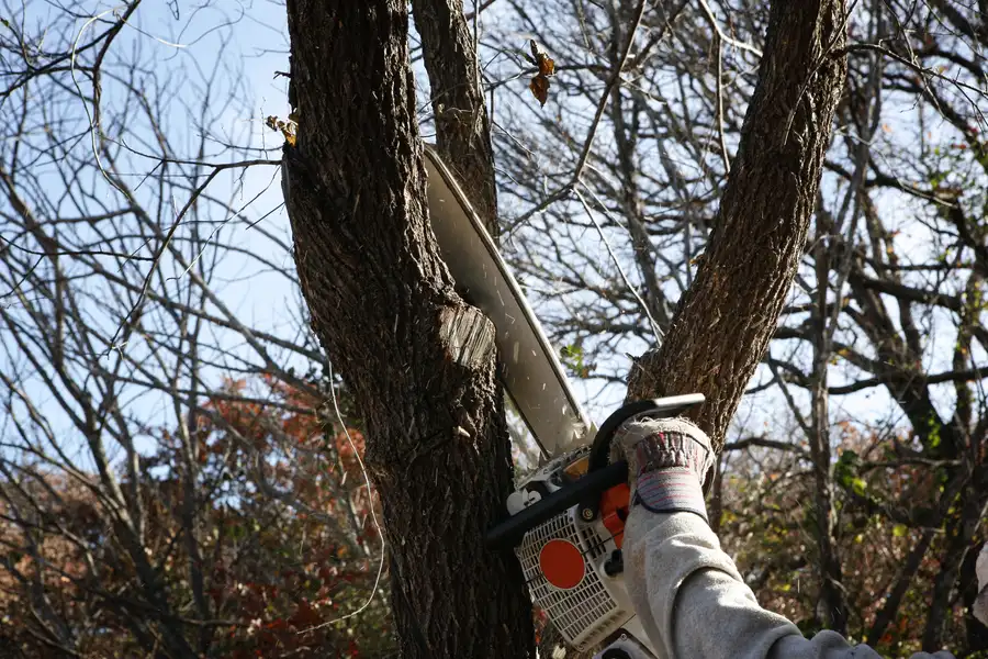 Preparing Your Property For A Tree Removal Service Visit Massena, NY Preparing Your Property For A Tree Removal Service Visit Massena, NY