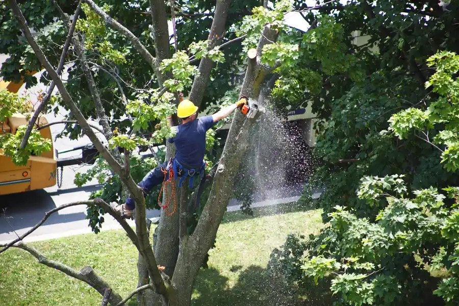 Preparing Your Property For A Tree Removal Service Visit in Massena, NY Preparing Your Property For A Tree Removal Service Visit in Massena, NY