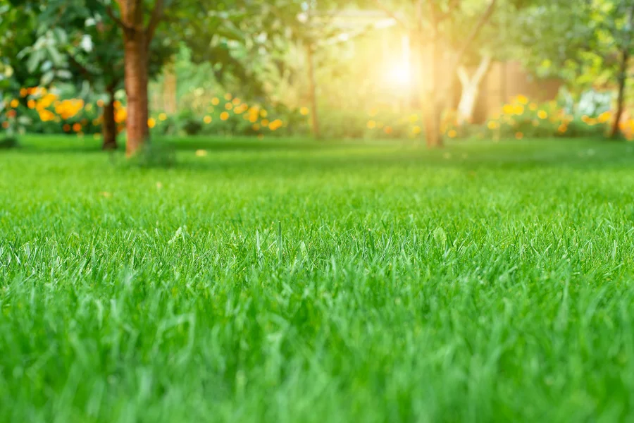 The Benefits Of Hiring Experts For Lawn Care And Maintenance Massena, NY The Benefits Of Hiring Experts For Lawn Care And Maintenance Massena, NY
